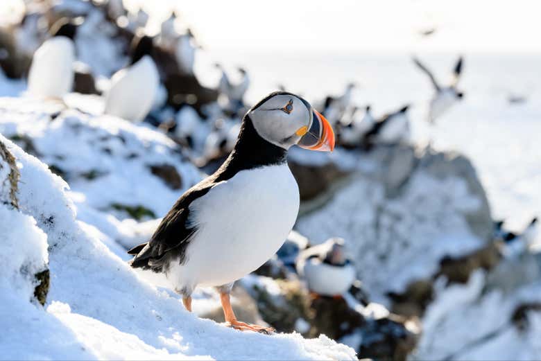 See some Atlantic Puffins!