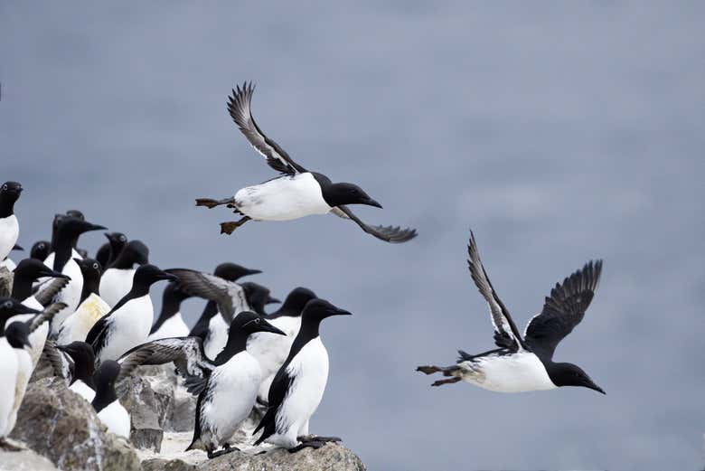 Spot some guillemots