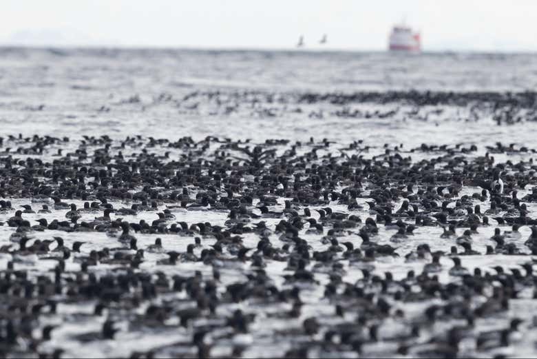 Learn about local birds