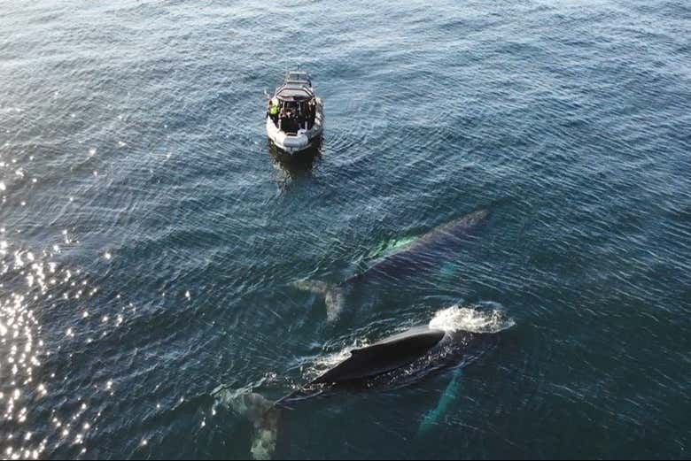 Keep your eyes peeled for whales!