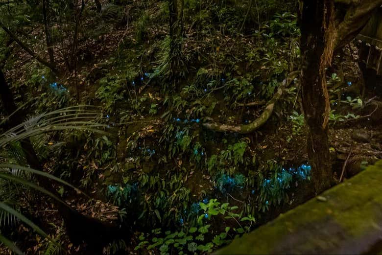 La flora subtropical os cautivará