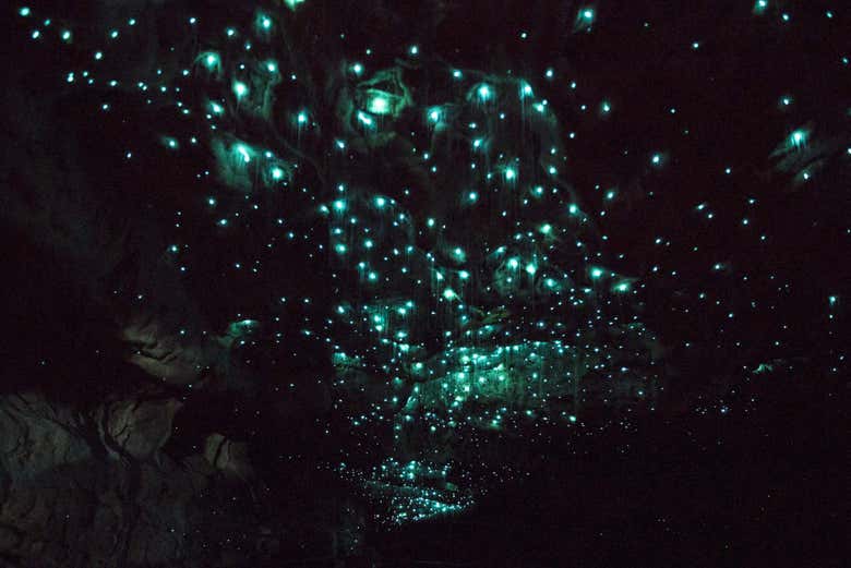 Los famosos glowworms o gusanos luminosos