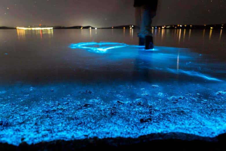 See the bioluminescence right in front of your eyes