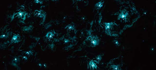 Tour nocturno por las cuevas Glow Worm