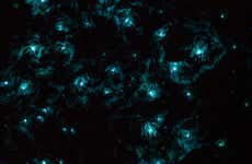 Tour nocturno por las cuevas Glow Worm