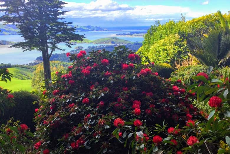 Vistas de la bahía de Otago desde los jardines