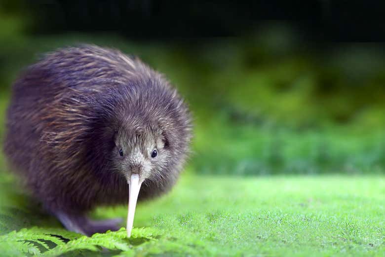 Un simpático kiwi, el ave icónica de Nueva Zelanda