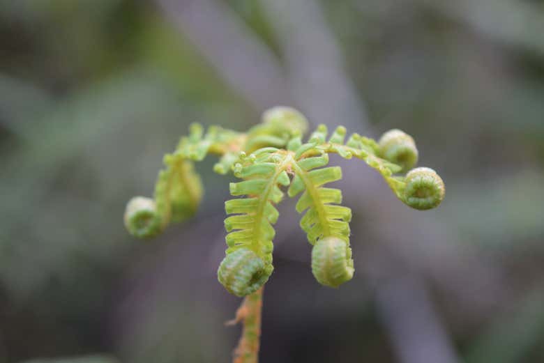 Podréis admirar la increíble flora local