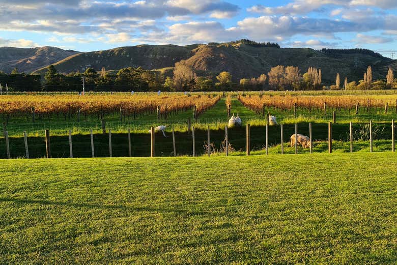 Hawke's Bay es la región vinícola más antigua de Nueva Zelanda