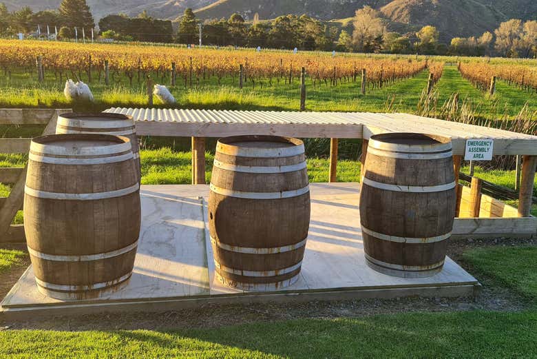 Nos sumergiremos en la historia y tradición del vino