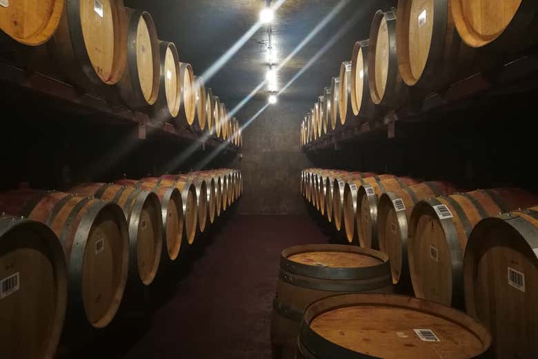 Conociendo una bodega