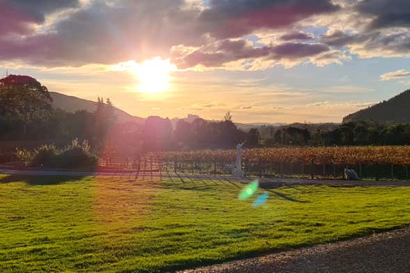 Tour de viñedos y bodegas por Hawke's Bay