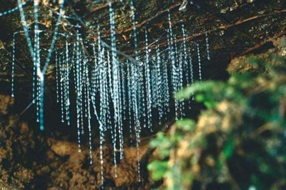 Excursión a las cuevas Kawiti, el bosque de Opua y Hundertwasser