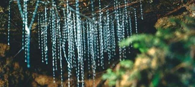 Excursión a las cuevas Kawiti, el bosque de Opua y Hundertwasser