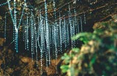 Escursione alle grotte Kawiti, alla foresta di Opua e Hundertwasser
