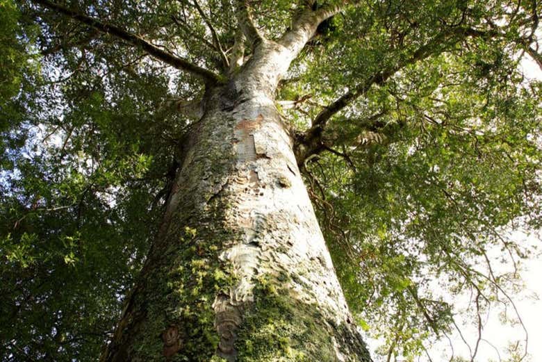 Un albero Kauri