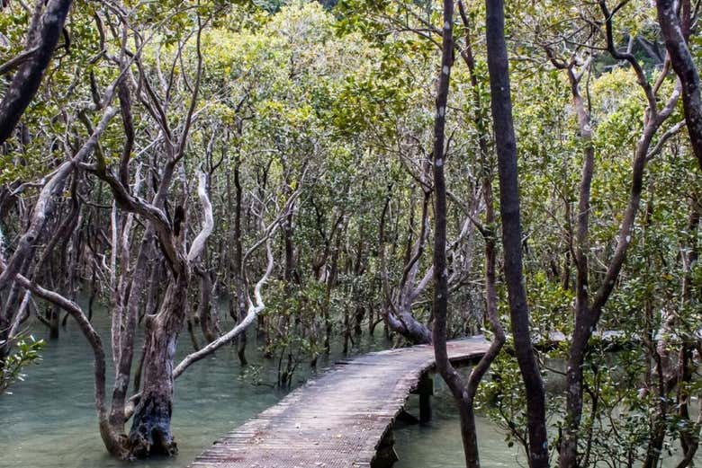 Un sentiero nel bosco