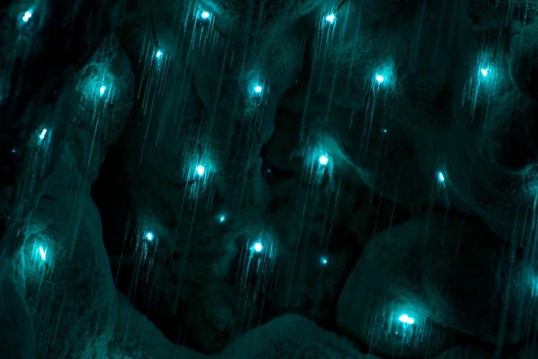 You'll love seeing these glowworms