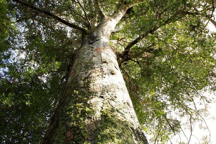 Kauri Tree