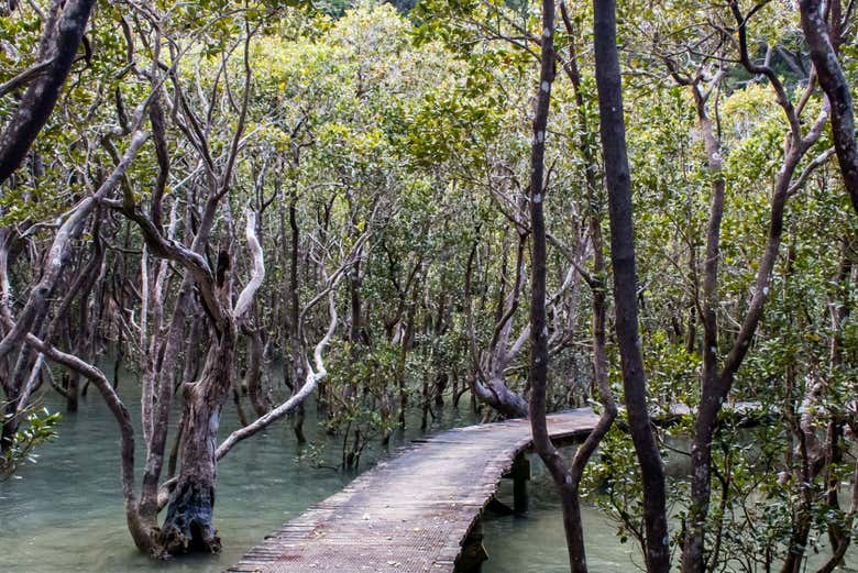 You'll love this forest tour!