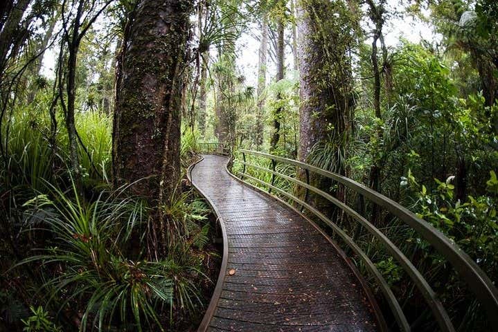 The wooden boardwalk winding through the Opua Forest