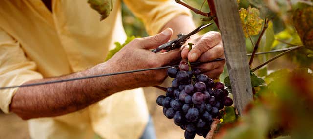 Tour del vino por Bahía de las Islas