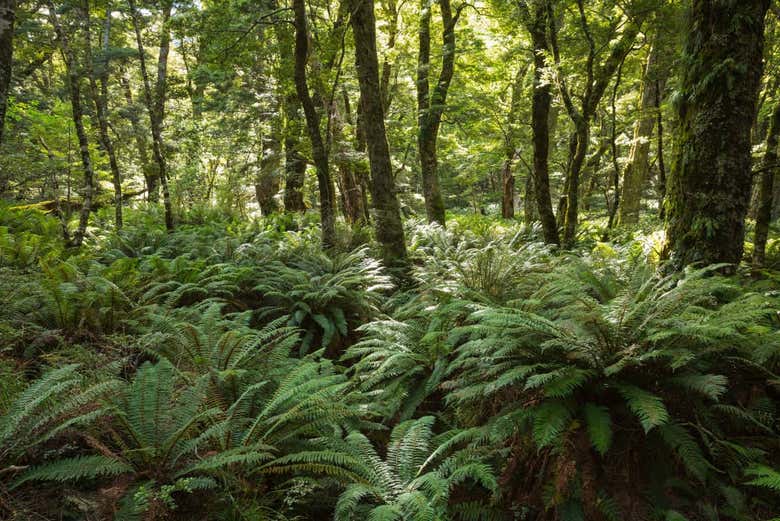Bosque de Routeburn