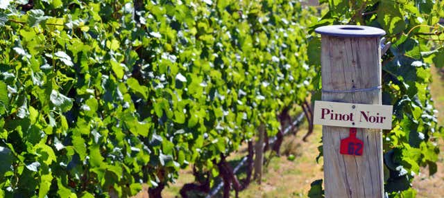 Tour de la cerveza y el vino por Queenstown y Gibbston