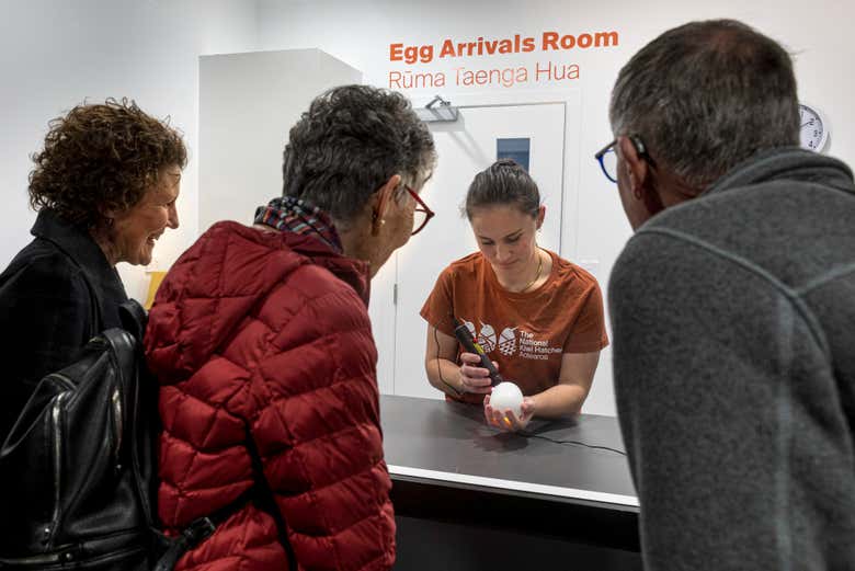 Aprendiendo sobre la incubación y eclosión de los huevos