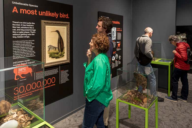 Aprenderéis todo sobre los kiwis