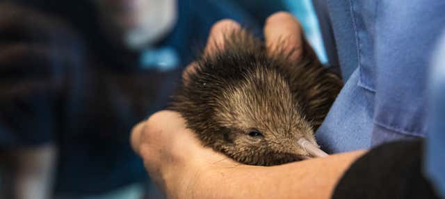 Visita al Criadero Nacional de Kiwis