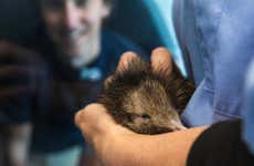 Visita al Criadero Nacional de Kiwis