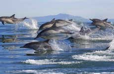 Tauranga Dolphin Watching