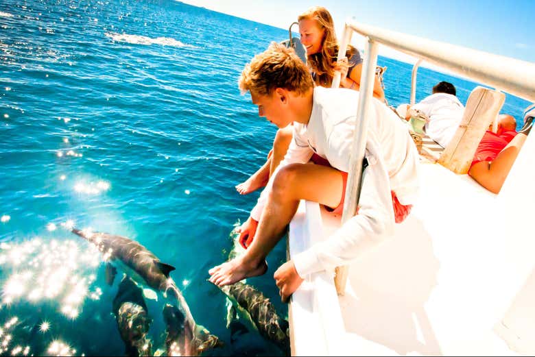 Un grupo de delfines en Tauranga