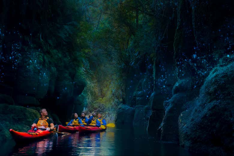 Discover the amazing glowworms!