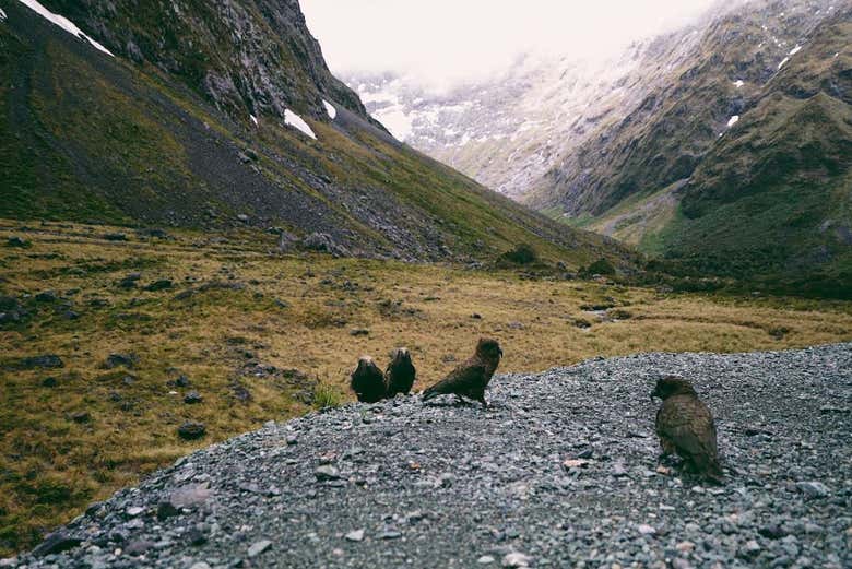 Uccelli endemici della Nueva Zelanda