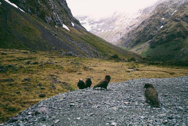Aves endémicas de la región