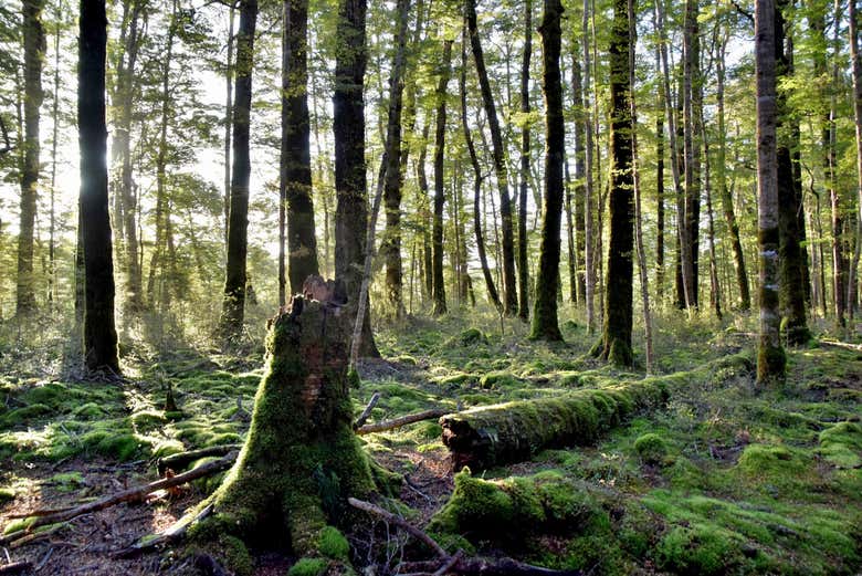 Parque Nacional de Fiordland