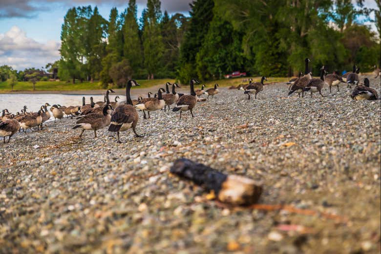 Santuario de aves de Te Anau