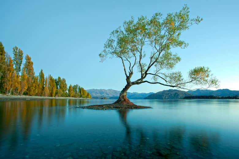 Árbol solitario del lago Wanaka