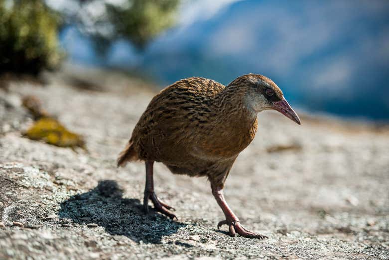 Weka