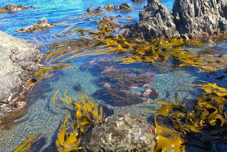 La biodiversité de Wellington vous surprendra