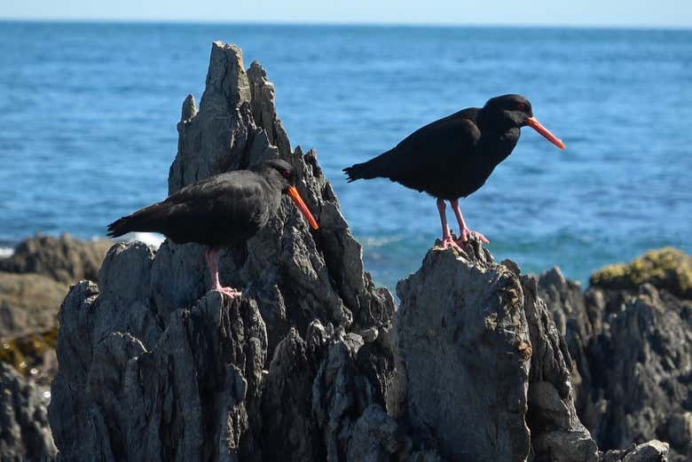 Vous pourrez observer les oiseaux qui vivent dans la région