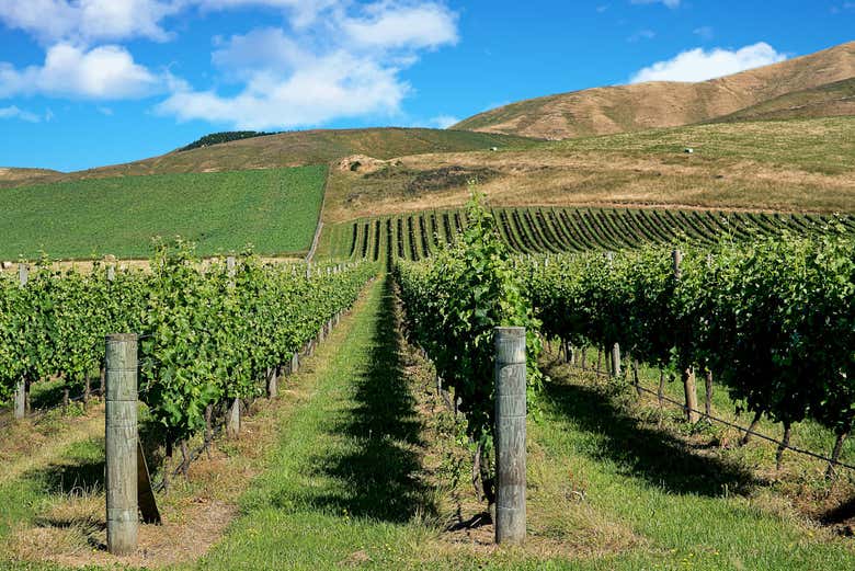 Walking through the vineyards