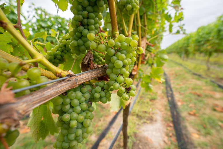 Learn about the wine production process