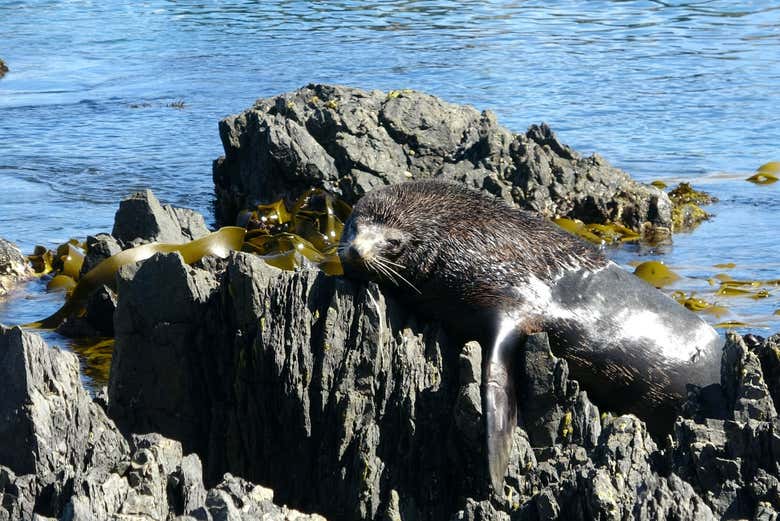 Una foca tomando el sol