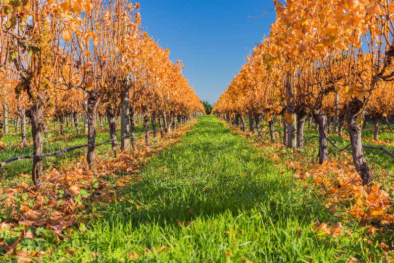 Los viñedos en otoño