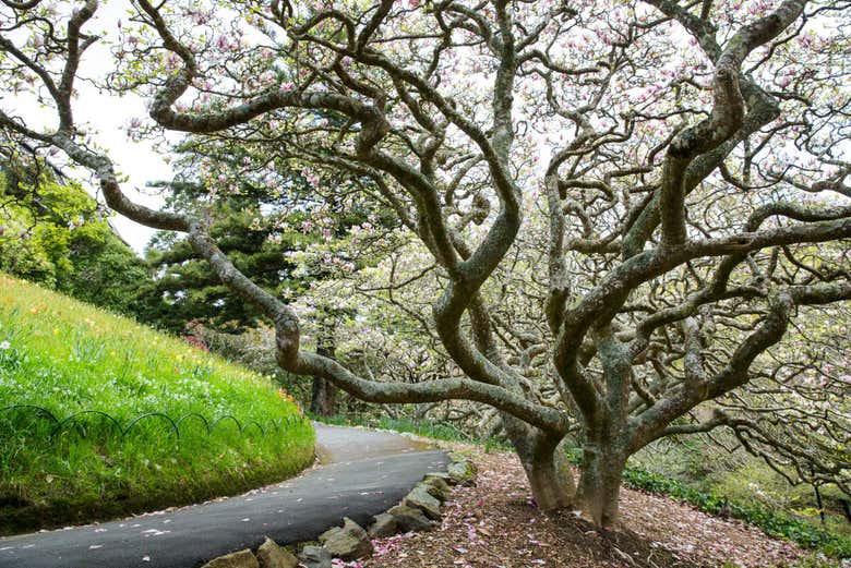 Wander around the Botanical Garden