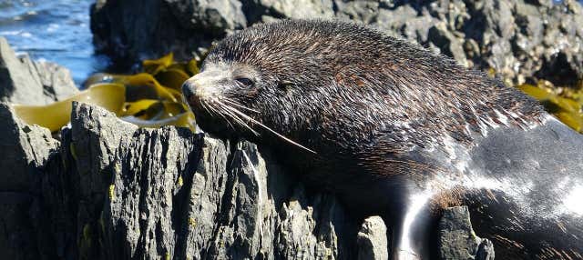 Tour en 4x4 por la costa de Wellington + Avistamiento de focas