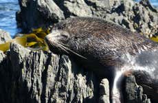 Tour de 4x4 pela costa de Wellington + Avistamento de focas